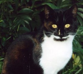 B-Wcat_copy