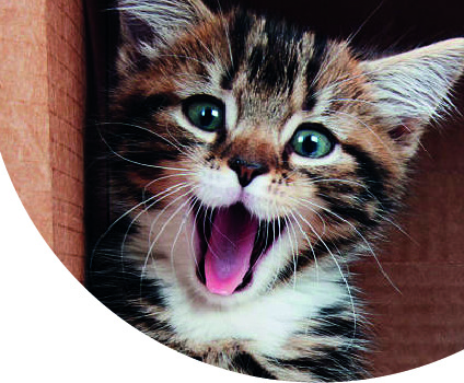 Cats_Eye_View_10