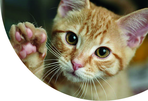 Cats_Eye_View_11