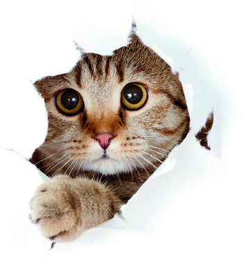 Cats_Eye_View_12