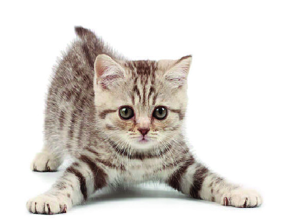 Cats_Eye_View_02