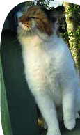 Cats_Eye_View_03