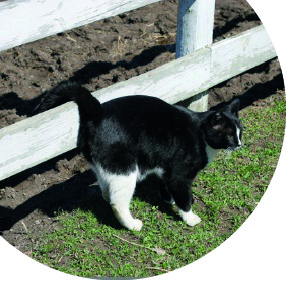Cats_Eye_View_04
