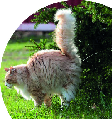 Cats_Eye_View_05