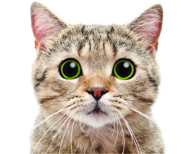 Cats_Eye_View_06