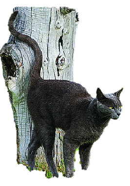 Cats_Eye_View_07