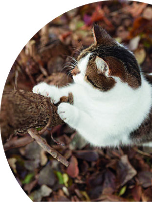 Cats_Eye_View_08