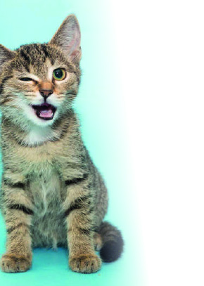 Cats_Eye_View_09