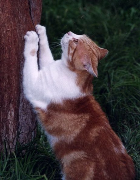 Scratchcat