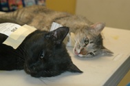TwoDeadCatsdrp