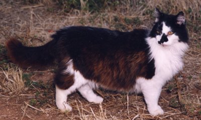 cat-outside
