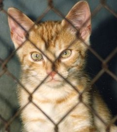 kitten-ginger_copy
