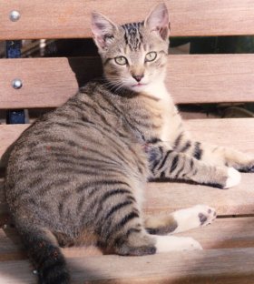 tabby
